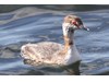 Photo of Podiceps auritus